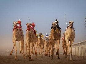 السعودية تدفع بتطوير هجن السباقات نحو التحسين الوراثي