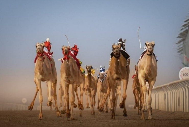 السعودية تدفع بتطوير هجن السباقات نحو التحسين الوراثي
