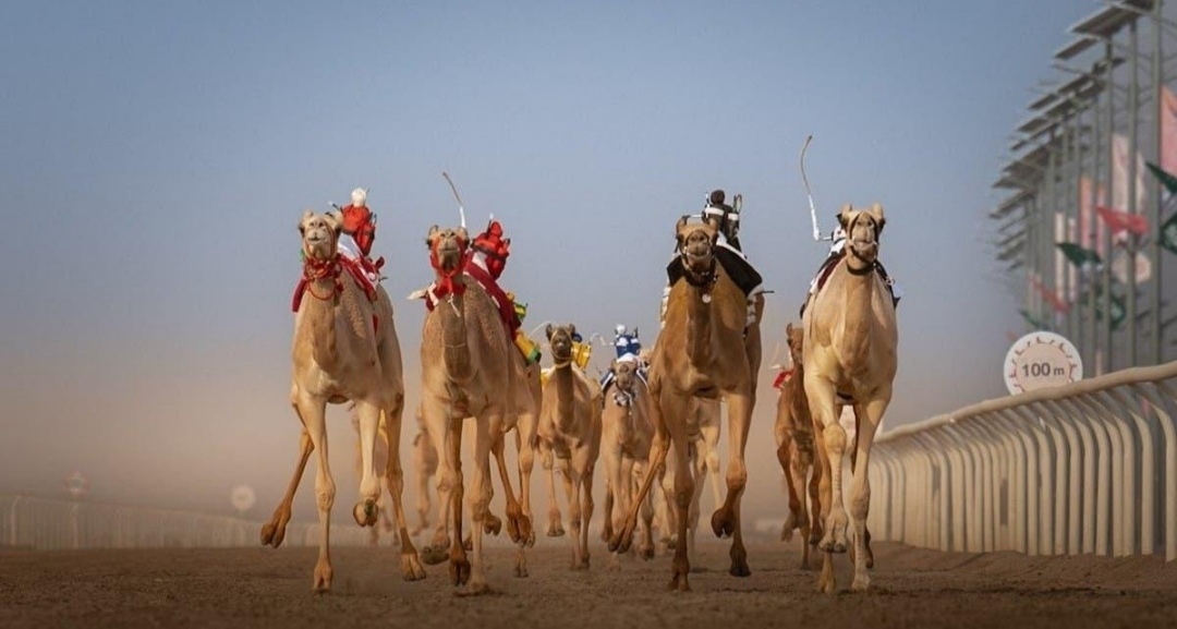 السعودية تدفع بتطوير هجن السباقات نحو التحسين الوراثي