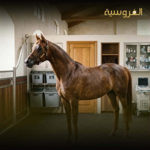 الفحص البيطري مرحلة أساسية في بطولات المسابقة الكاملة