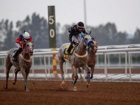 من الرياض إلى الطائف.. سباقات الخيل في موسم لا يعرف التوقف