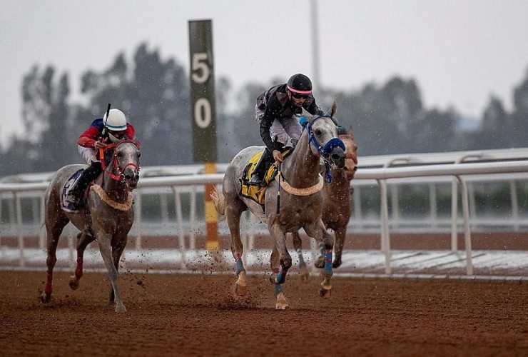 من الرياض إلى الطائف.. سباقات الخيل في موسم لا يعرف التوقف