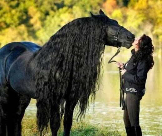 شعر الخيل بين الوراثة والرعاية.. كيف تحقق أفضل النتائج؟