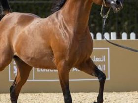 مزاد الخيول العربي يترقب مشاركة واسعة في معرض أبوظبي