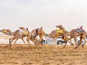 انطلاق التحدي الثالث لسباقات الهجن في موسم الطائف