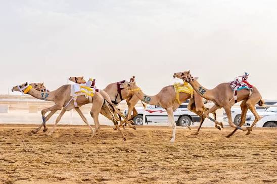 انطلاق التحدي الثالث لسباقات الهجن في موسم الطائف