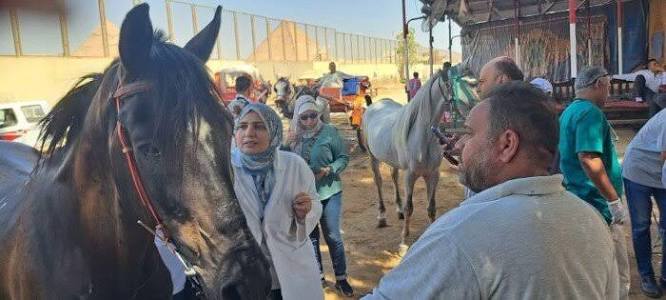 مصر تواصل ترقيم خيول الأهرامات استعداداً للفعاليات الدولية