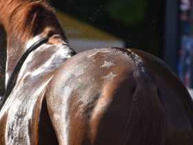 صيف الخيل.. حماية الجلد والمعطف من مخاطر الشمس