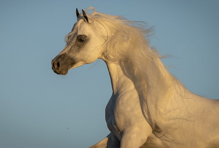 الأولى عالمياً.. السعودية تقود نهضة إنتاج الخيل العربية الأصيلة