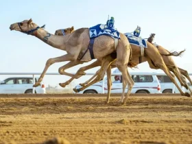 ميدان الهجن بنجران يستعد لسباق الحقايق بـ30 شوطاً