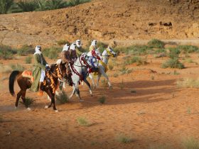 الخيل العربية الأصيلة.. ثروة سعودية تتجه إلى العالمية