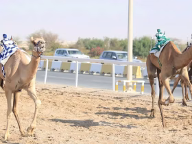 إسدال الستار على منافسات السباق المحلي الأول للهجن في قطر