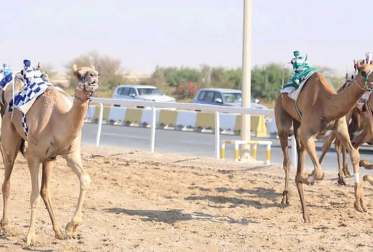 إسدال الستار على منافسات السباق المحلي الأول للهجن في قطر