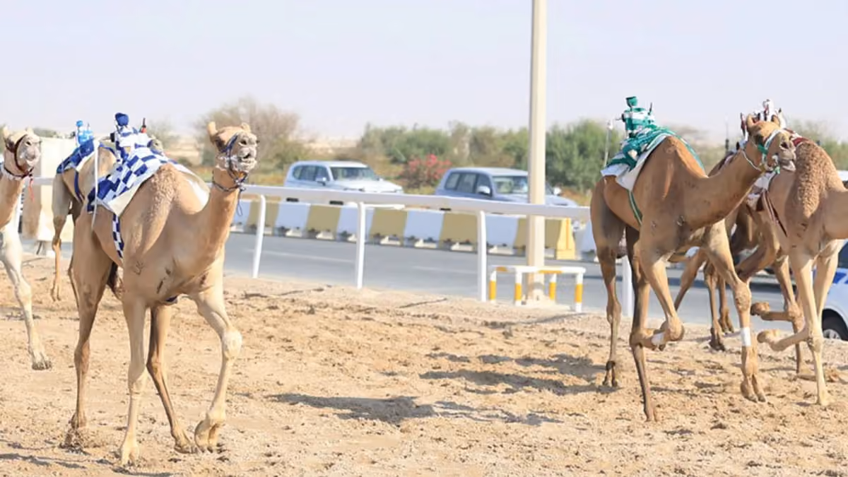 إسدال الستار على منافسات السباق المحلي الأول للهجن في قطر