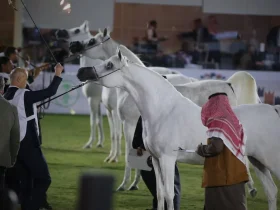 السعودية تطلق روزنامة سبتمبر وتستعد للبطولة الوطنية لجمال الخيل