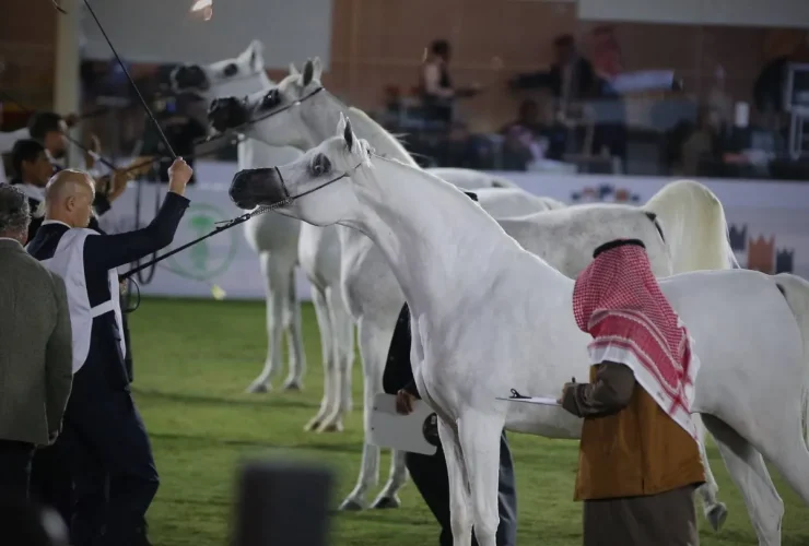 السعودية تطلق روزنامة سبتمبر وتستعد للبطولة الوطنية لجمال الخيل