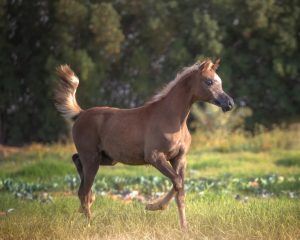 الخيل العربي_مربط الرحمانية
