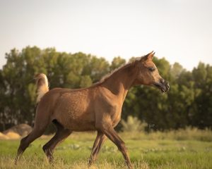 الخيل العربي