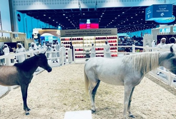 أبوظبي تجمع تراث الفروسية بالتقنيات الذكية في معرض الصيد والفروسية