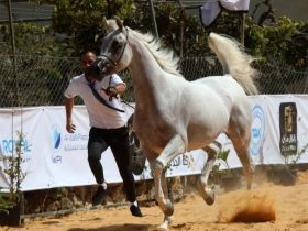 ميسان تصحّح صورة سوق الخيل العربي