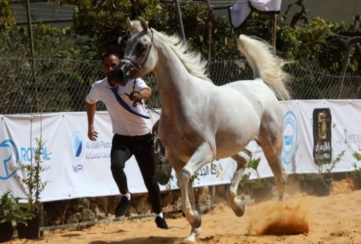 ميسان تصحّح صورة سوق الخيل العربي