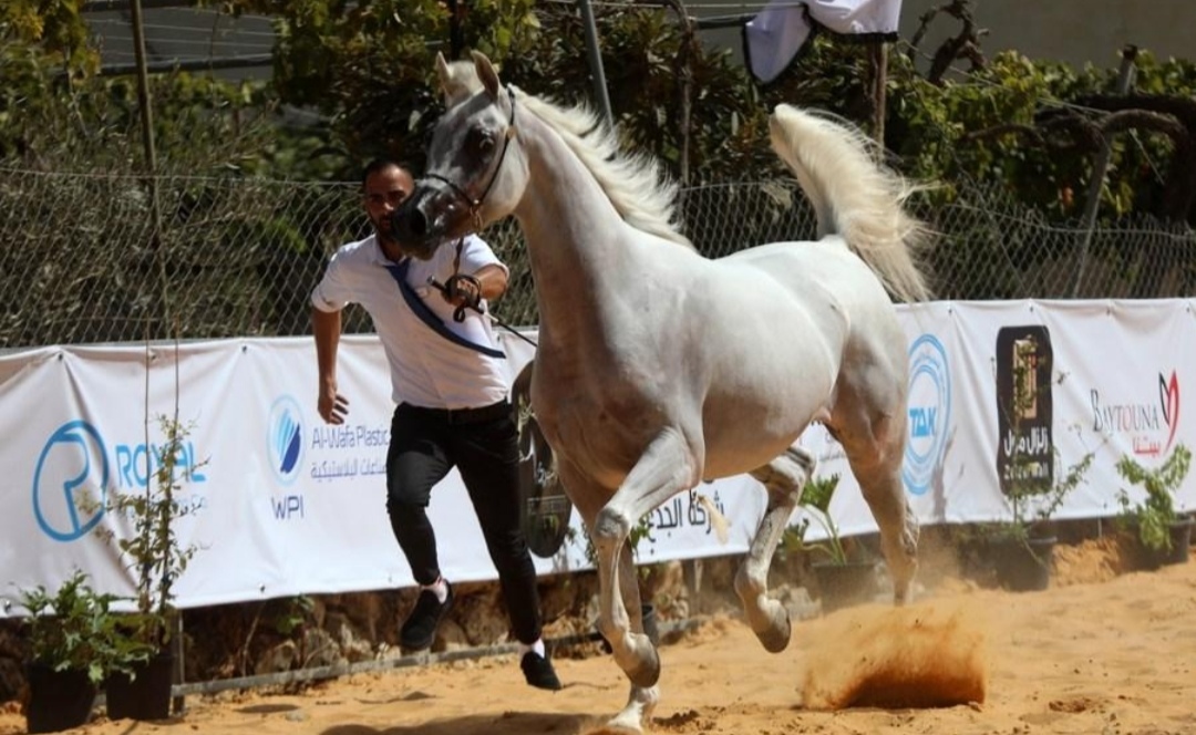 ميسان تصحّح صورة سوق الخيل العربي