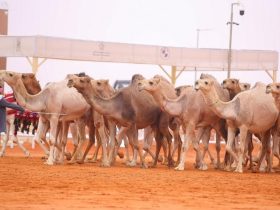 مزاين الإبل تدخل مهرجان ولي العهد للهجن للمرة الأولى
