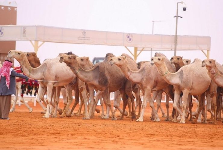 مزاين الإبل تدخل مهرجان ولي العهد للهجن للمرة الأولى