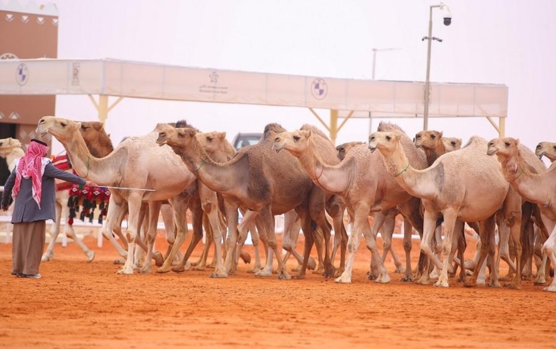 مزاين الإبل تدخل مهرجان ولي العهد للهجن للمرة الأولى