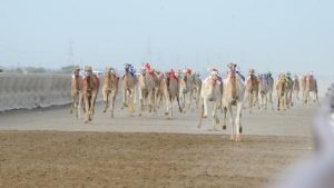مسابقة المزاينة في الفليج