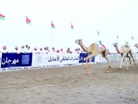 سلطنة عُمان ترسم خارطة موسم جديد لسباقات الهجن حتى مارس 2027