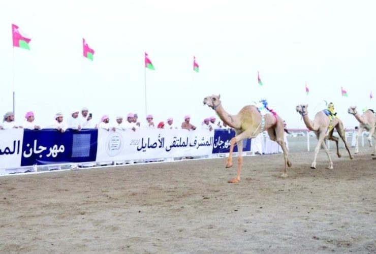 سلطنة عُمان ترسم خارطة موسم جديد لسباقات الهجن حتى مارس 2027