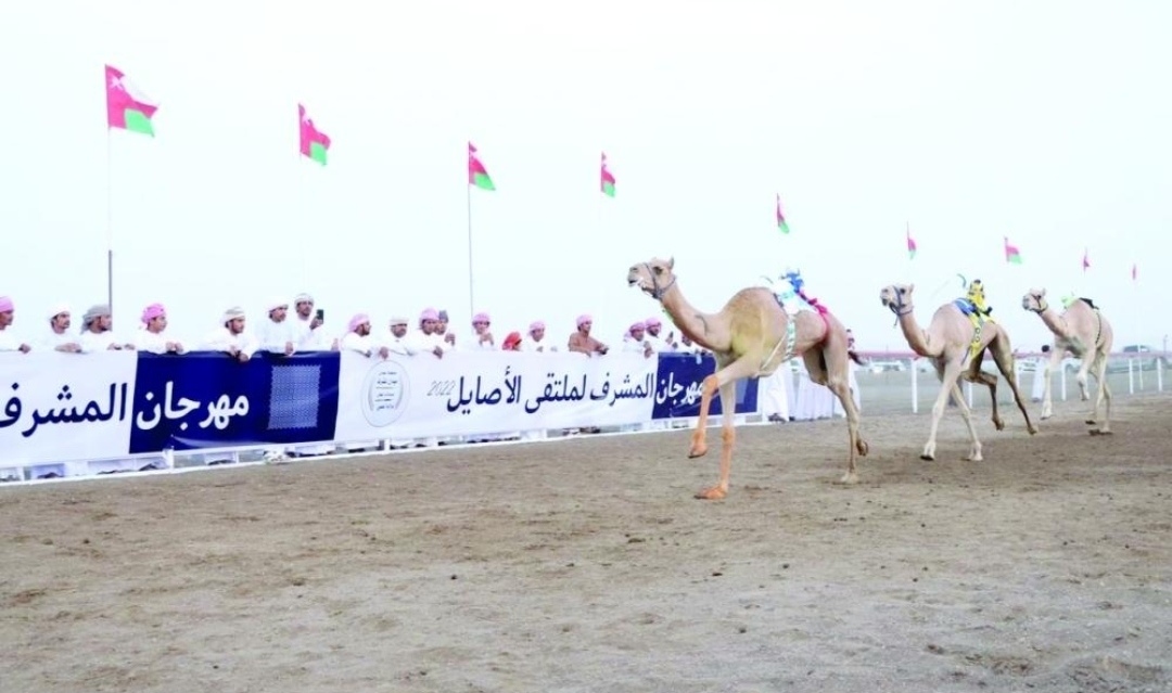 سلطنة عُمان ترسم خارطة موسم جديد لسباقات الهجن حتى مارس 2027