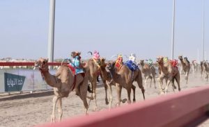 رياضة الهجن في السلطنة