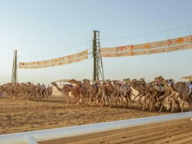 مهرجان ولي العهد للهجن ينطلق اليوم