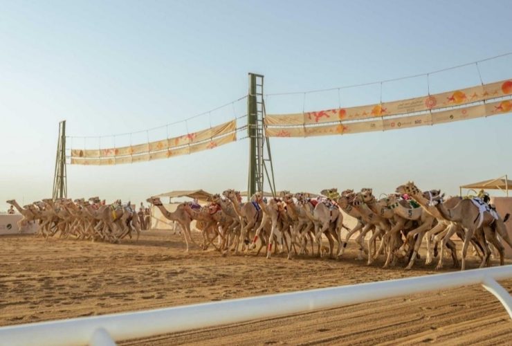 مهرجان ولي العهد للهجن ينطلق اليوم