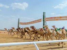 غزلان تسجل الانطلاقة الأسرع في مهرجان ولي العهد للهجن