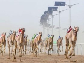 921 مطية تختبر قوة الإنتاج السعودي في مهرجان ولي العهد للهجن الطائف