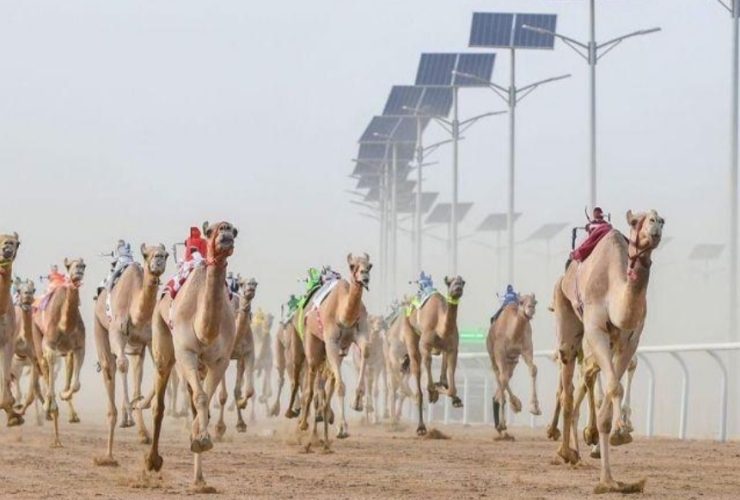921 مطية تختبر قوة الإنتاج السعودي في مهرجان ولي العهد للهجن الطائف