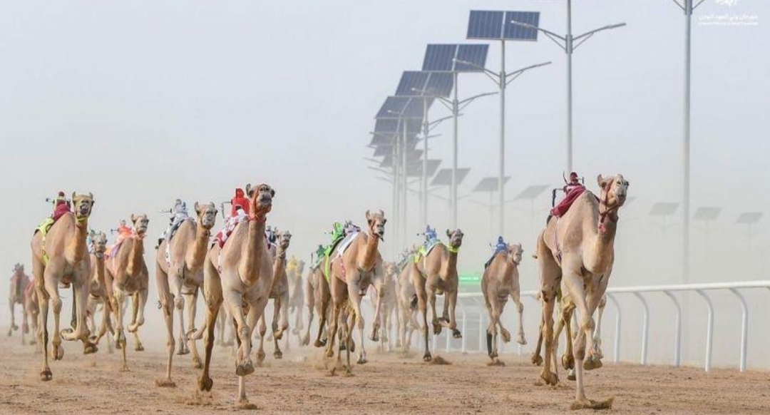 921 مطية تختبر قوة الإنتاج السعودي في مهرجان ولي العهد للهجن الطائف