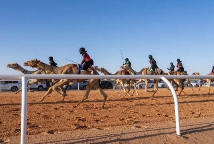 13 فوزًا سعوديًا في اليوم الثاني.. مهرجان ولي العهد للهجن يوسع المنافسة