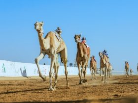 من أجواء السباق