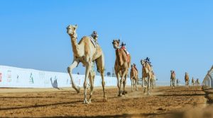 من أجواء السباق