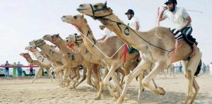 استحوذت الهجن السعودية على أكثر من نصف الانتصارات