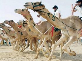 أكثر من 1600 مطية تعكس توسع الإنتاج المحلي في مهرجان ولي العهد للهجن