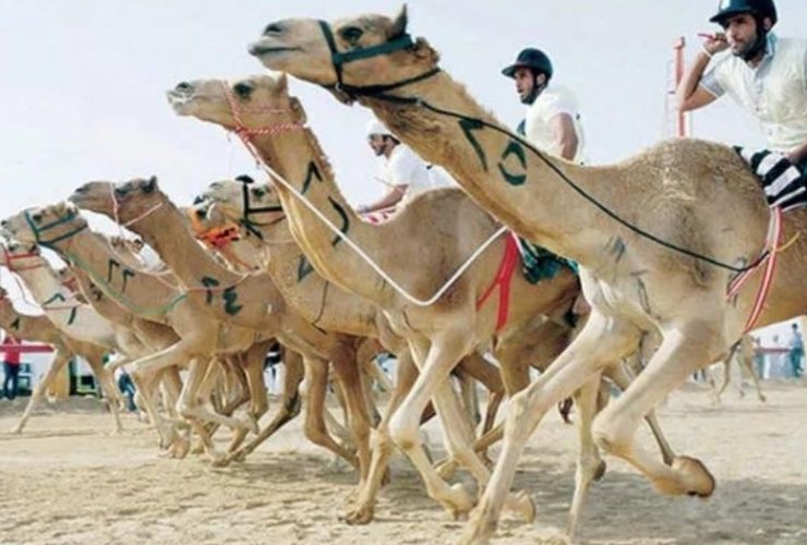 أكثر من 1600 مطية تعكس توسع الإنتاج المحلي في مهرجان ولي العهد للهجن