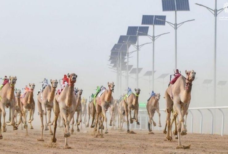 الهجن السعودية تبدأ بقوة في منافسات "اللقايا" بمهرجان ولي العهد