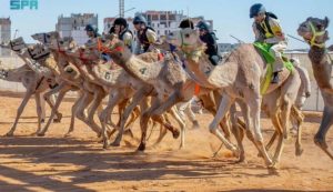 تقام النسخة الثامنة من مهرجان ولي العهد للهجن خلال الفترة من 3 إلى 13 سبتمبر 2026