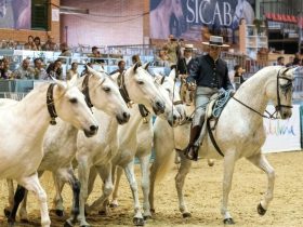 الخيل الإسباني يتحول إلى صناعة عالمية بمليارات اليوروهات