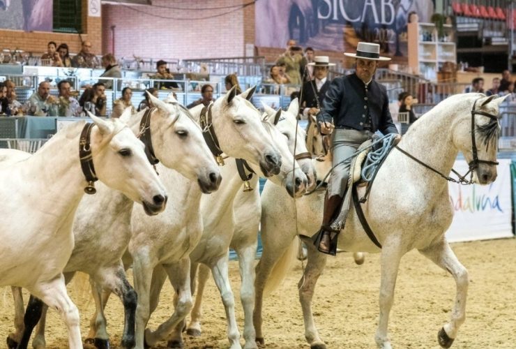 الخيل الإسباني يتحول إلى صناعة عالمية بمليارات اليوروهات
